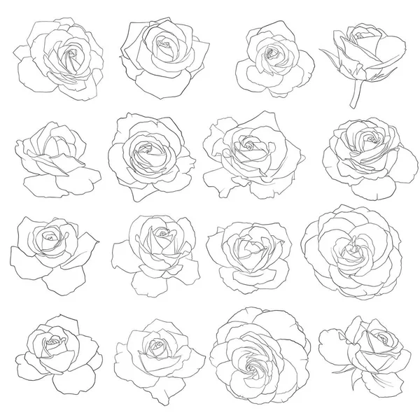 Vector drawing flowers of roses — Stock Vector