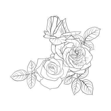 gül vektör çizim çiçekler