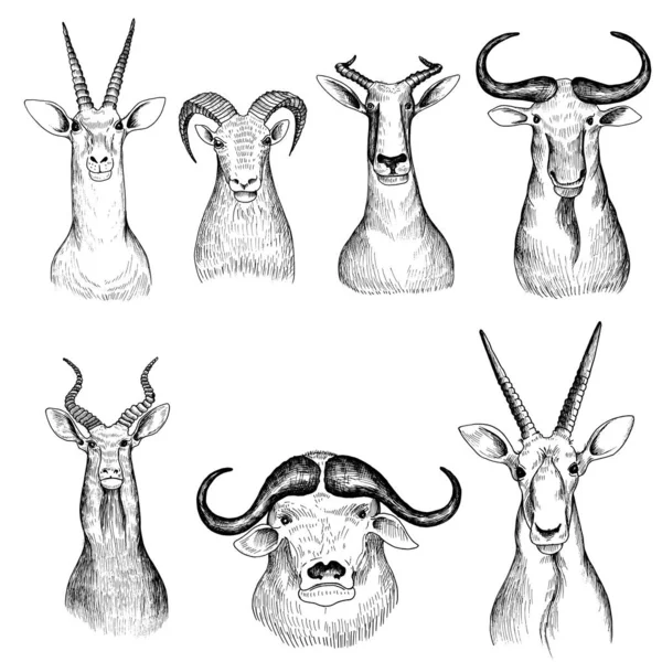 Testa di antilope disegnata a mano vettoriale — Vettoriale Stock