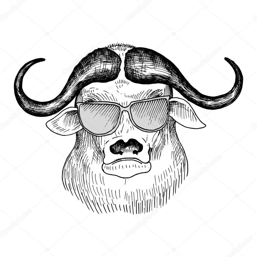 vector hand drawn head of bull