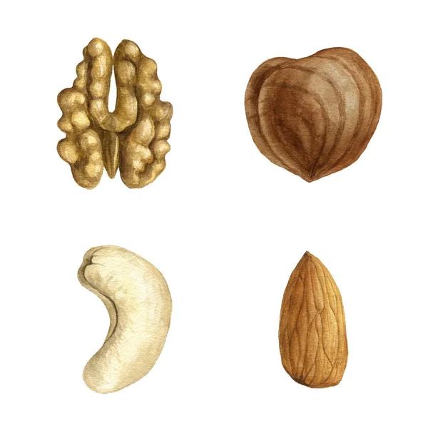 Akvarel, ořechy — Stock fotografie