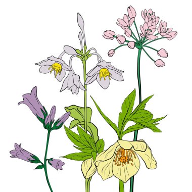 vektör çizimi çiçekleri