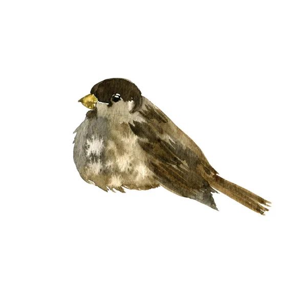 Akvarell Bird på Tree Branch — Stockfoto