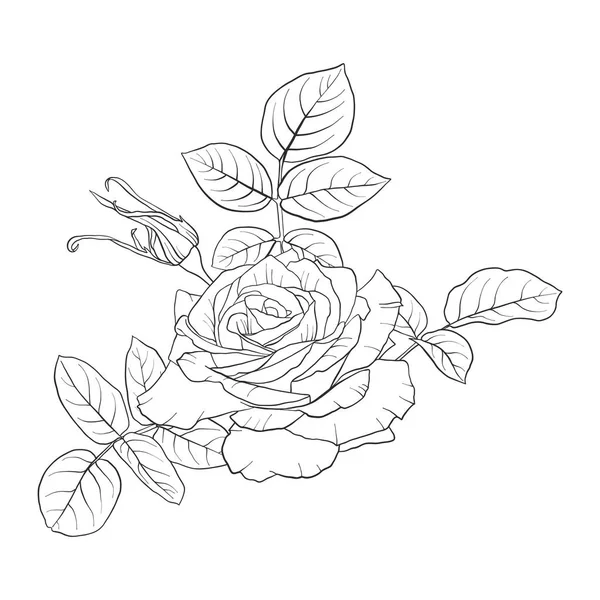 Vector dibujo flores de rosas — Vector de stock