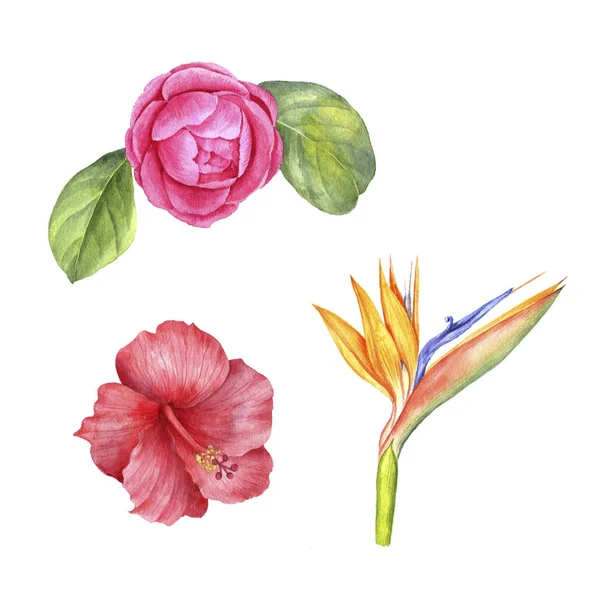 Acuarela dibujo flores exóticas —  Fotos de Stock