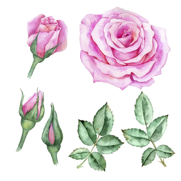 Waterkleur tekening bloem van roos — Stockfoto