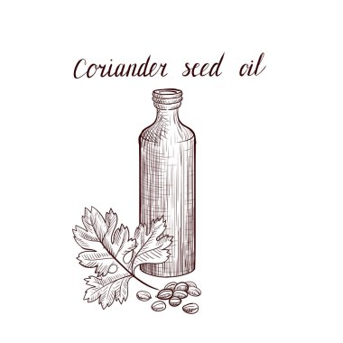 vektör çizim kişniş tohumu yağı