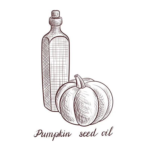 Vector dibujo aceite de semilla de calabaza — Archivo Imágenes Vectoriales