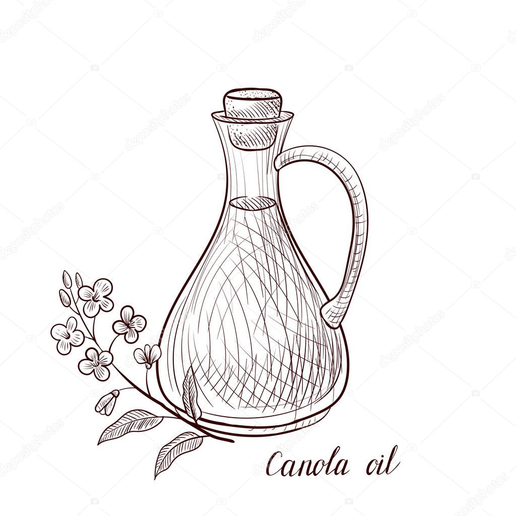 vector drawing canola oil