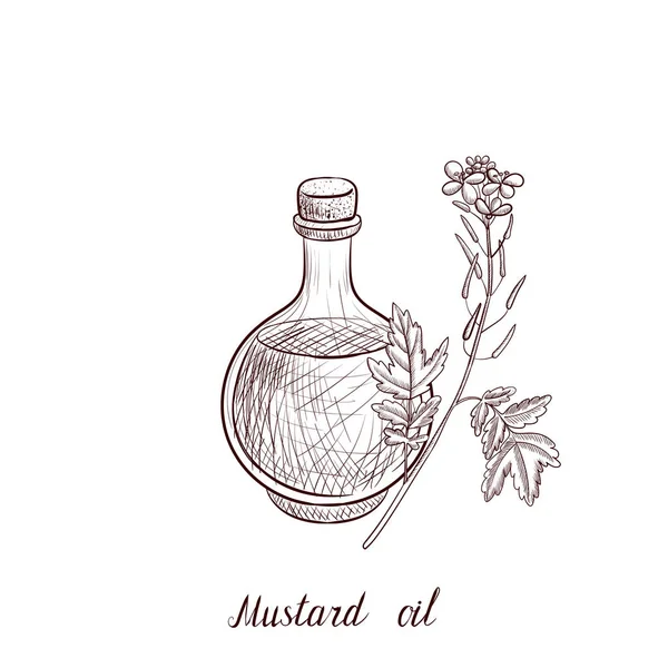 Vector dibujo aceite de mostaza — Archivo Imágenes Vectoriales