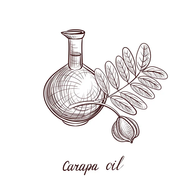 Vettore disegno olio di carapa — Vettoriale Stock