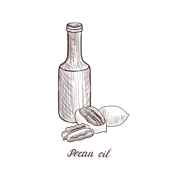 Vector drawing pecan oil — Stock Vector