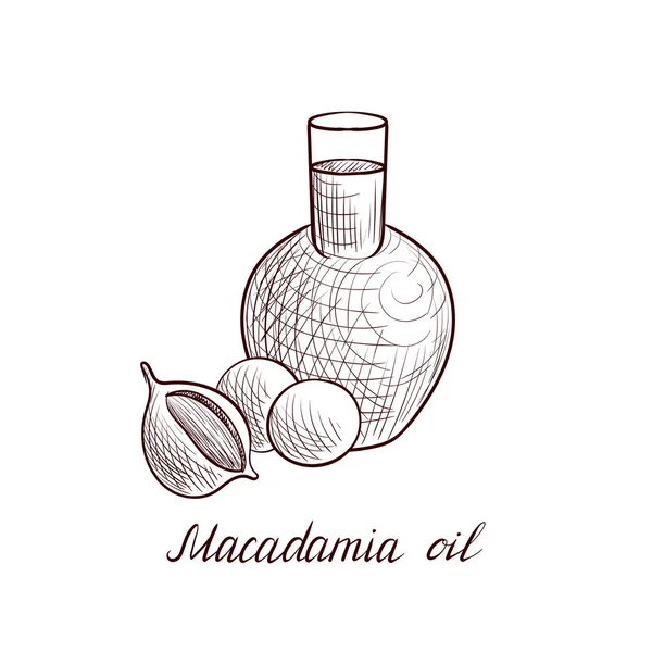 Vektorový olej makadamia — Stockový vektor
