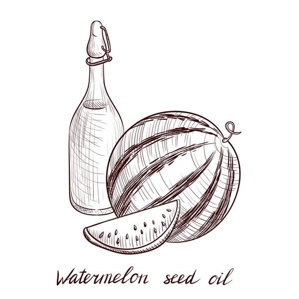 Vektorové kreslení olej ze semen melounu — Stockový vektor