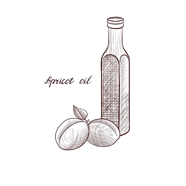 Dessin vectoriel huile d'abricot — Image vectorielle