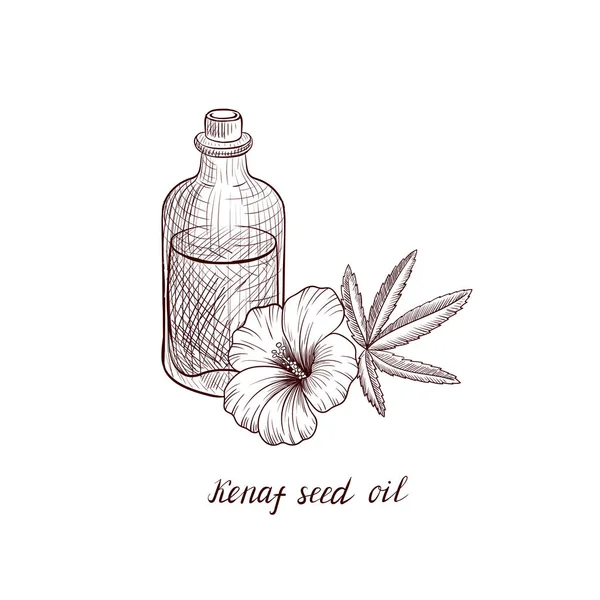 ベクトル描画ケナフ種子油 — ストックベクタ