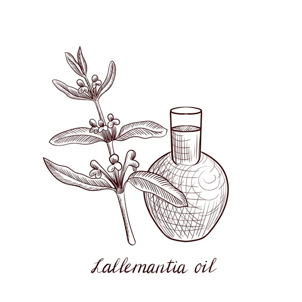 Vector tekening lallemantia olie — Stockvector