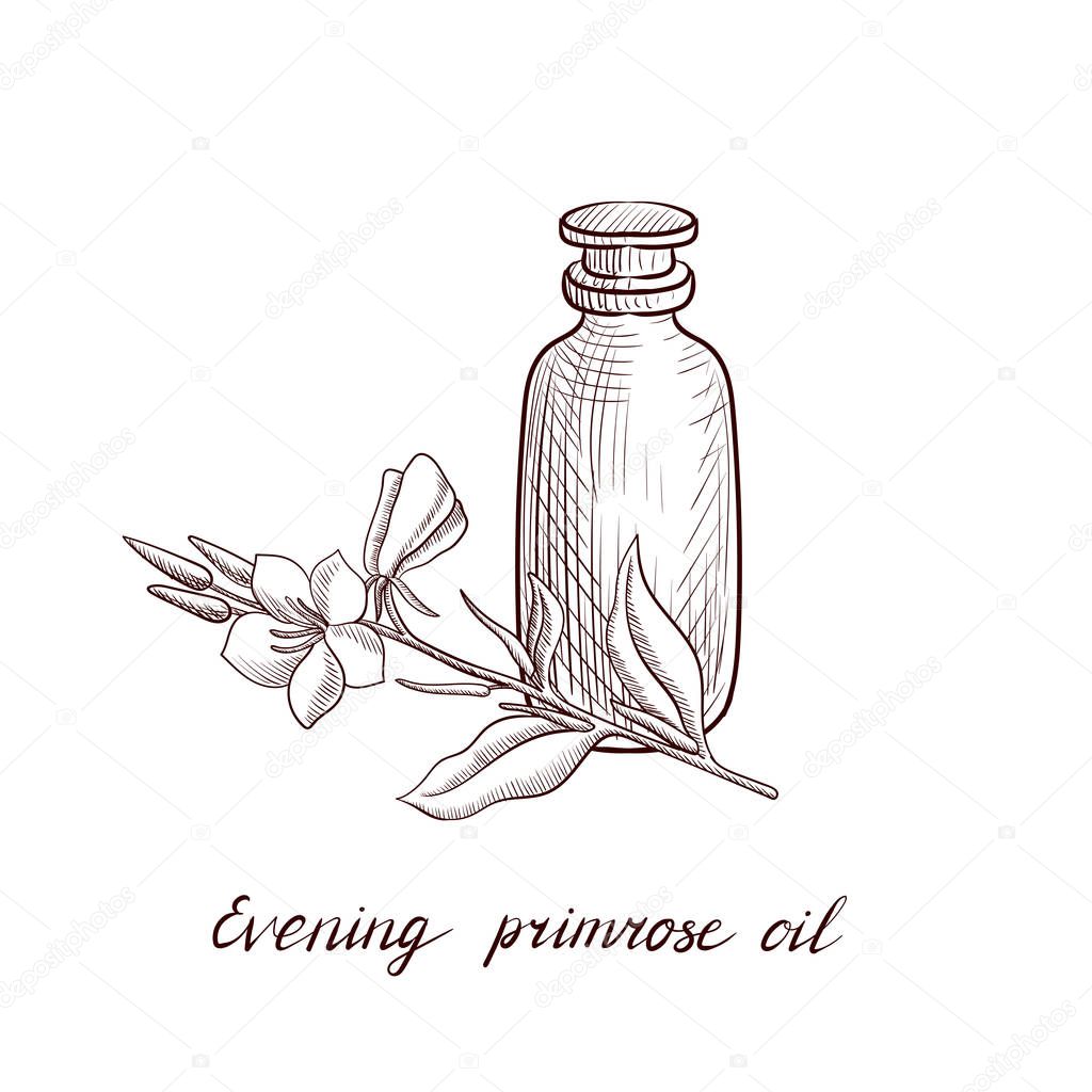 vector drawing evening primrose oil