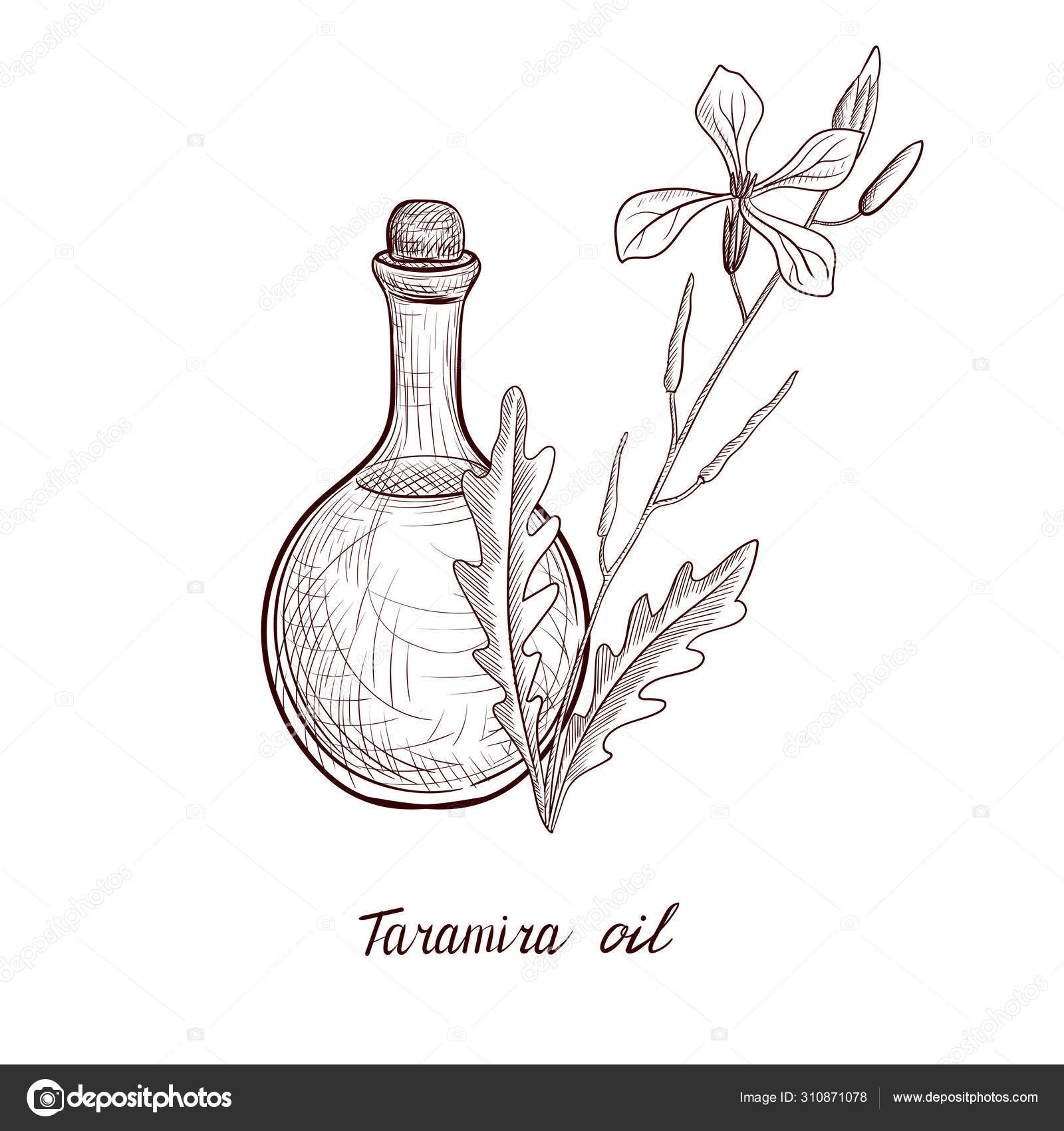 57 Eruca Sativa Vector Images Royalty Free Eruca Sativa Vectors Depositphotos 57 Eruca Sativa Vector Images Royalty Free Eruca Sativa Vectors Depositphotos