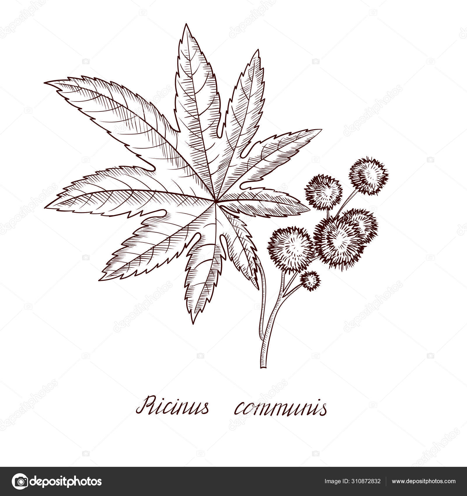 Vetor desenho mamona planta Vetor de ©cat_arch_angel 310872832, image size:1600x1700