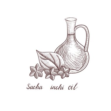 vektör Sacha inchi yağı çiziyor