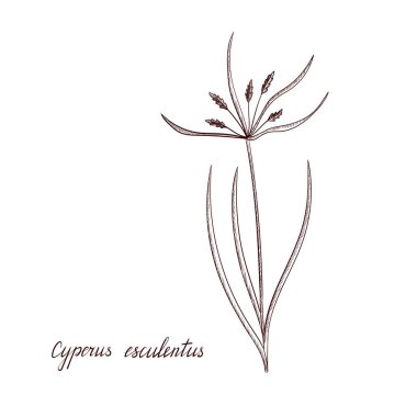 vektör kaplan cevizi bitkisi çiziyor