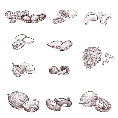 vektör fındık çiziyor