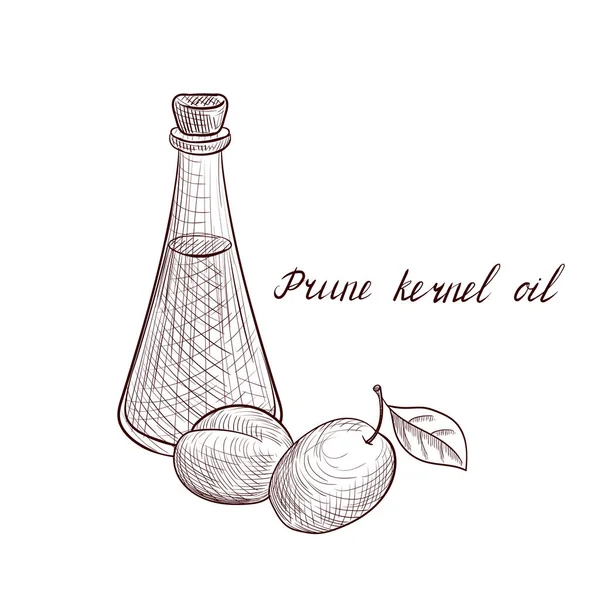 Vector drawing prune kernel oil — Stock Vector