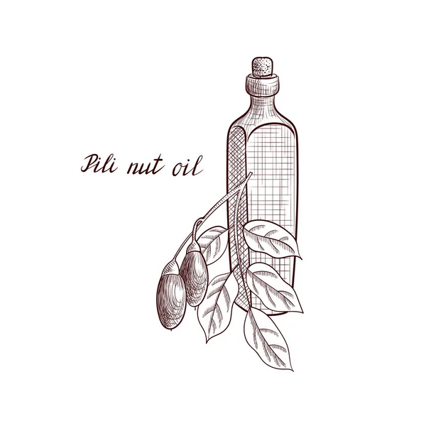 Vector drawing pili nut oil — ストックベクタ