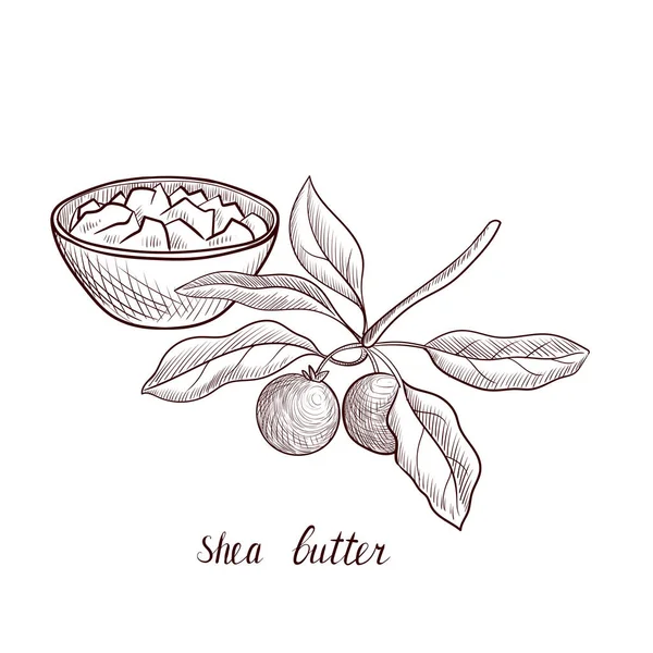 Vector drawing shea butter — ストックベクタ