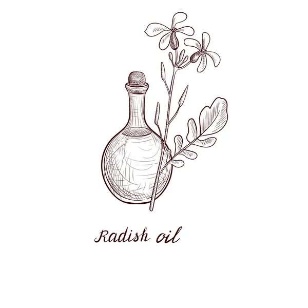 Vector drawing radish oil — ストックベクタ