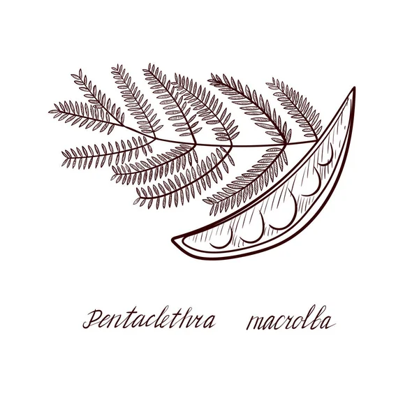 Vektorritning Pentaclethra macroloba — Stock vektor