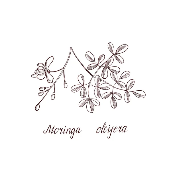 ベクトル・ドローイング｜Moringa oleifera — ストックベクタ