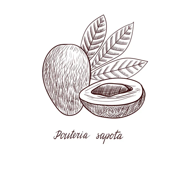 Vektor menggambar buah Pouteria sapota - Stok Vektor