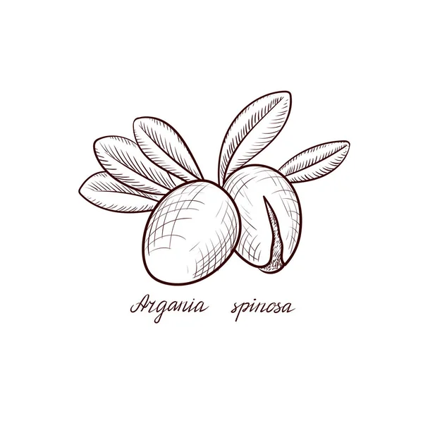 Dibujo vectorial frutos secos de argania — Vector de stock