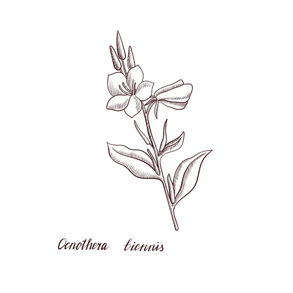 Vector drawing evening primrose plant Stock Vector