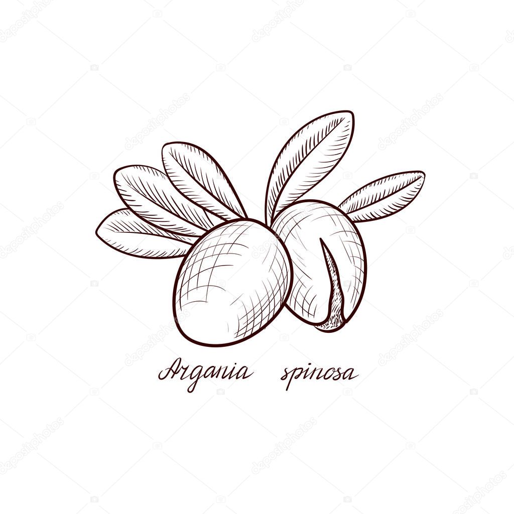 vector drawing nuts of argania