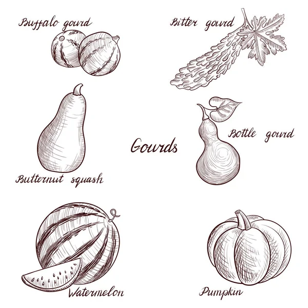 Vector drawing gourds — ストックベクタ