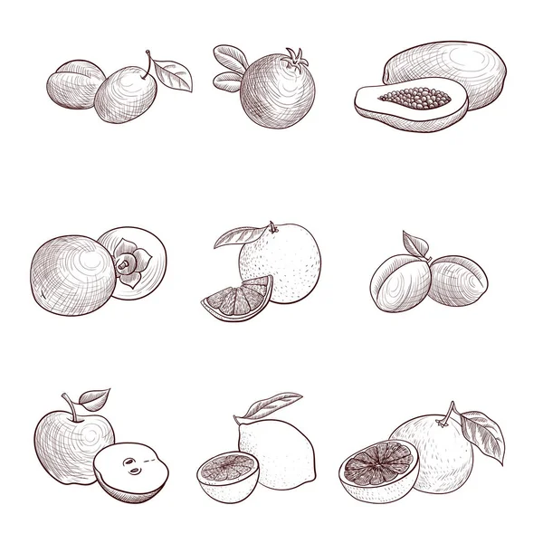 Dessin vectoriel fruits vintage — Image vectorielle