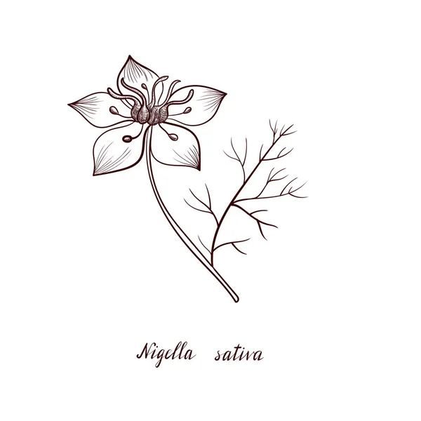 Vector dibujo negro semilla flor — Vector de stock