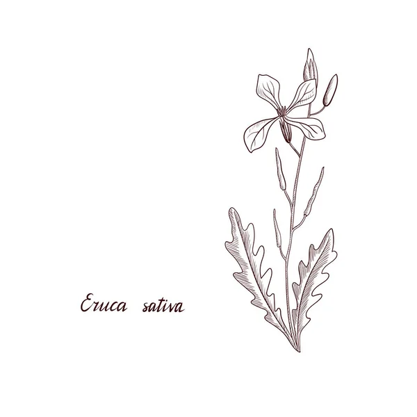 Vector drawing radish plant — Stock Vector