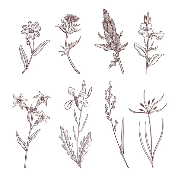 Vector drawing plants Royalty Free Stock Illustrations