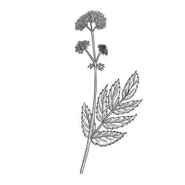 vektör kediotu çizimi