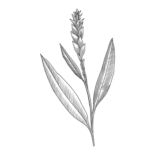 Vector dibujo planta de jengibre — Archivo Imágenes Vectoriales