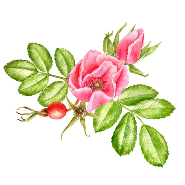 Watercolor drawing flowers of wild roses — Stock Photo, Image