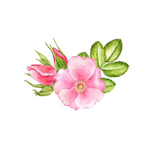 Acquerello disegno fiori di rose selvatiche — Foto Stock