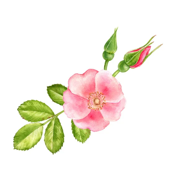 Acquerello disegno fiori di rose selvatiche — Foto Stock