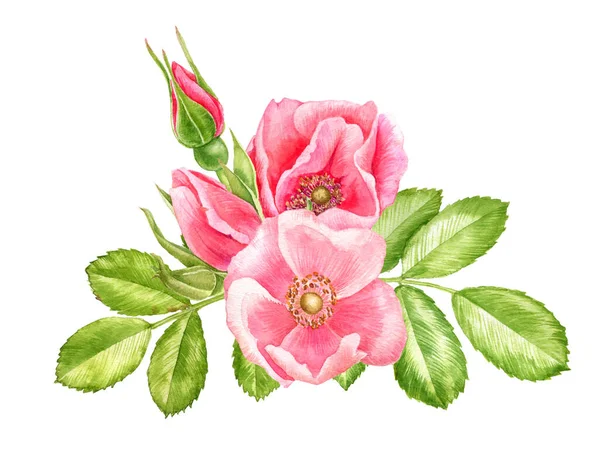 Aquarela desenho flores de rosas selvagens — Fotografia de Stock