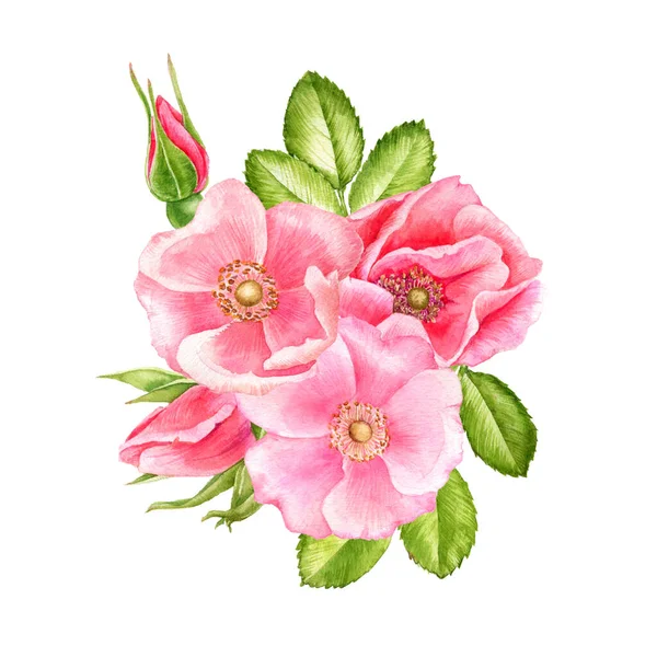 Acquerello disegno fiori di rose selvatiche — Foto Stock