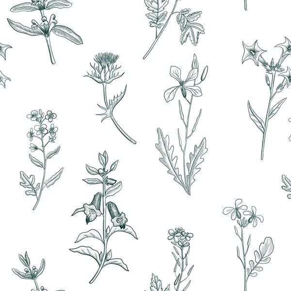 Pola mulus dengan menggambar herbal dan bunga - Stok Vektor